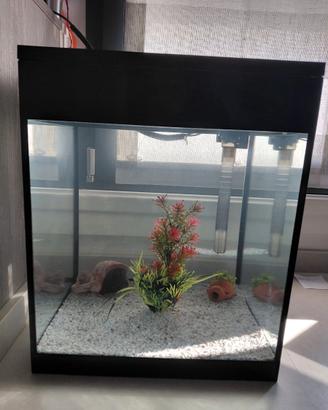 Acquario