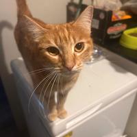 Salamella gattino rosso in adozione