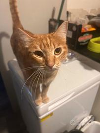 Salamella gattino rosso in adozione