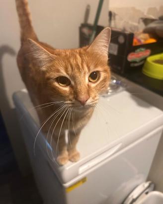 Salamella gattino rosso in adozione