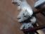 Immagine 6