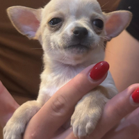 Cuccioli chihuahua