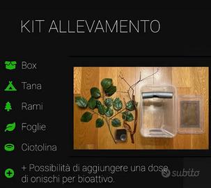 kit allevamento geco ciliatus