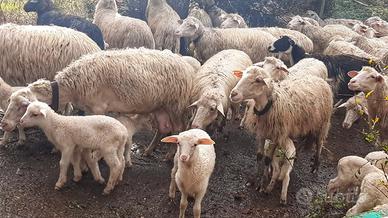 Gregge di 180 pecore