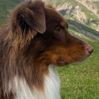 Pastore australiano disponibile per monta