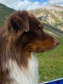 Pastore australiano disponibile per monta