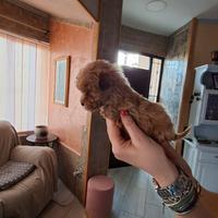 Barboncini toy albicocca mascki é femmine 60 gg