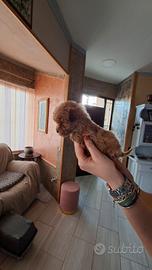 Barboncini toy albicocca mascki é femmine 60 gg