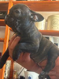 Bulldog Francese maschio