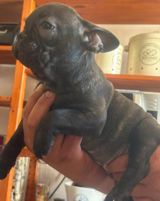 Bulldog Francese maschio