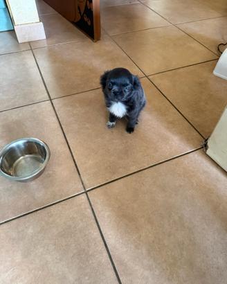 Chihuahua femmina