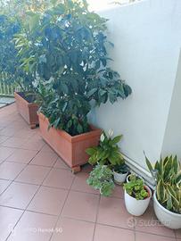 Vasi in terracotta misure: 102x40x40 