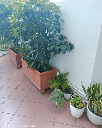 Vasi in terracotta misure: 102x40x40 