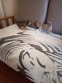 chihuahua 