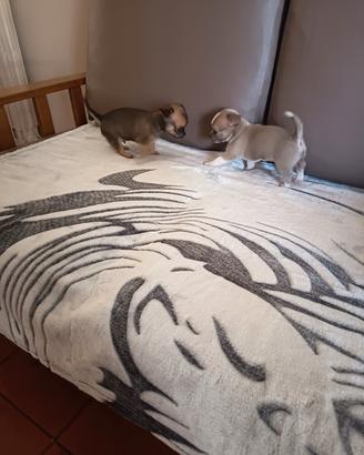 chihuahua 