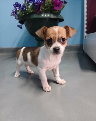 Cucciolo di Chihuahua