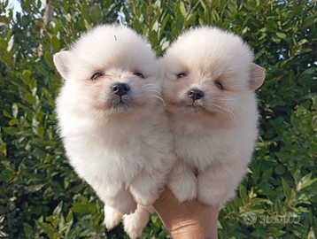 Spitz Pomerania nano