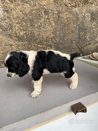 Springer spaniel inglese