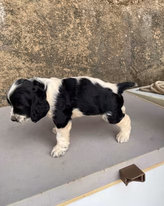 Springer spaniel inglese
