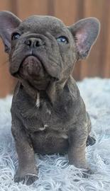 Bulldog francese