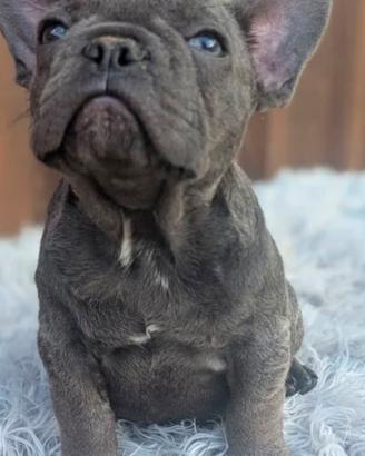 Bulldog francese