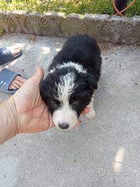 Cuccioli border colli