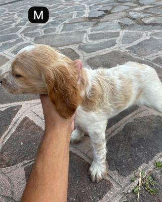 Cani da tartufo