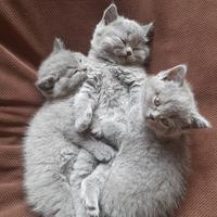 Gattini British shorthair