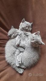 Gattini British shorthair