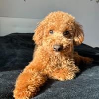 Barboncino Red Nano per Accoppiamento