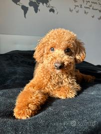 Barboncino Red Nano per Accoppiamento