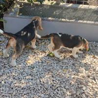 Stupendi cuccioli di Beagle