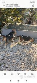 Stupendi cuccioli di Beagle