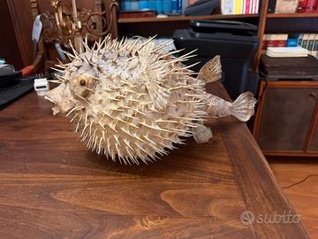 Pesce palla essiccato tassidermizzato da appendere