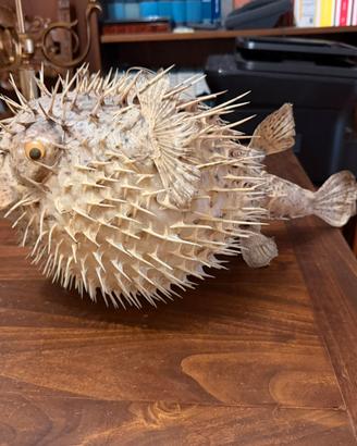 Pesce palla essiccato tassidermizzato da appendere