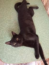 Panterino gatto 1 anno