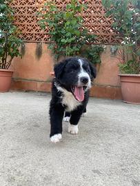 Cucciolo border collie