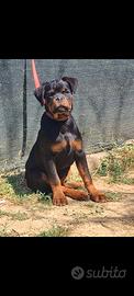 Cucciola rottweiler