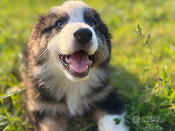Cuccioli di pastore australiano