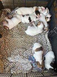 Jack Russel