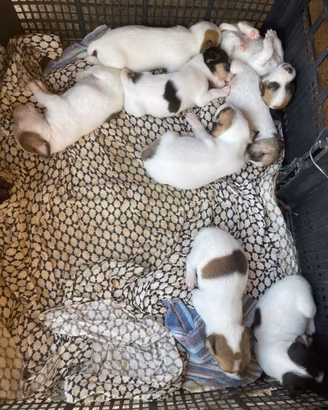 Jack Russel