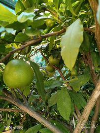 pianta di bergamotto 