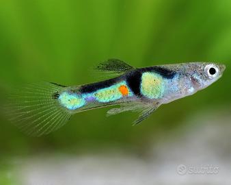 Pesci guppy endler