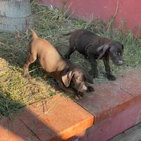 Cuccioli di Bracco Tedesco