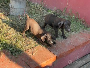 Cuccioli di Bracco Tedesco