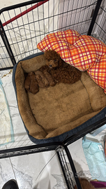 Barboncini toy e mini