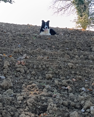 Boder Collie