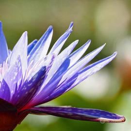 Ninfea tropicale Islamorada 4 bulbi