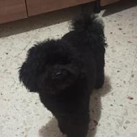 Disponibile x accoppiamento