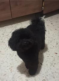 Disponibile x accoppiamento